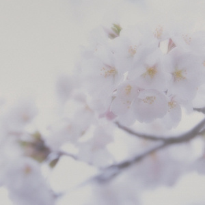 耽肉高H喷汁动漫
